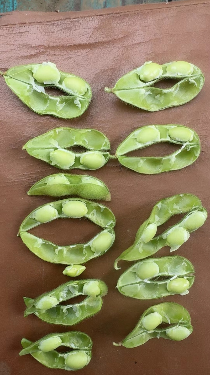 基地直发新鲜毛豆