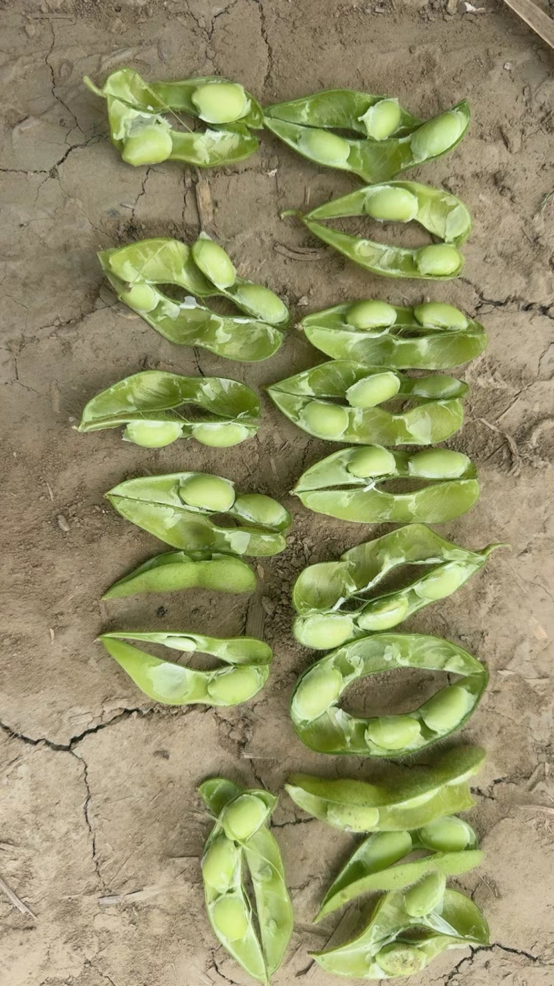 基地直发新鲜毛豆
