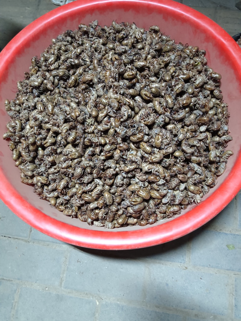 新鲜蝉蜕富含蛋白质现货秒发随时可聊健康之选