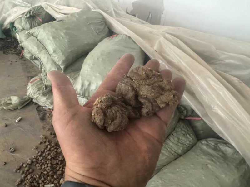 带硫洋姜，洋姜干