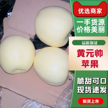 【全国发货】辽宁省绥中县黄元帅苹果大量上市。价格美丽！