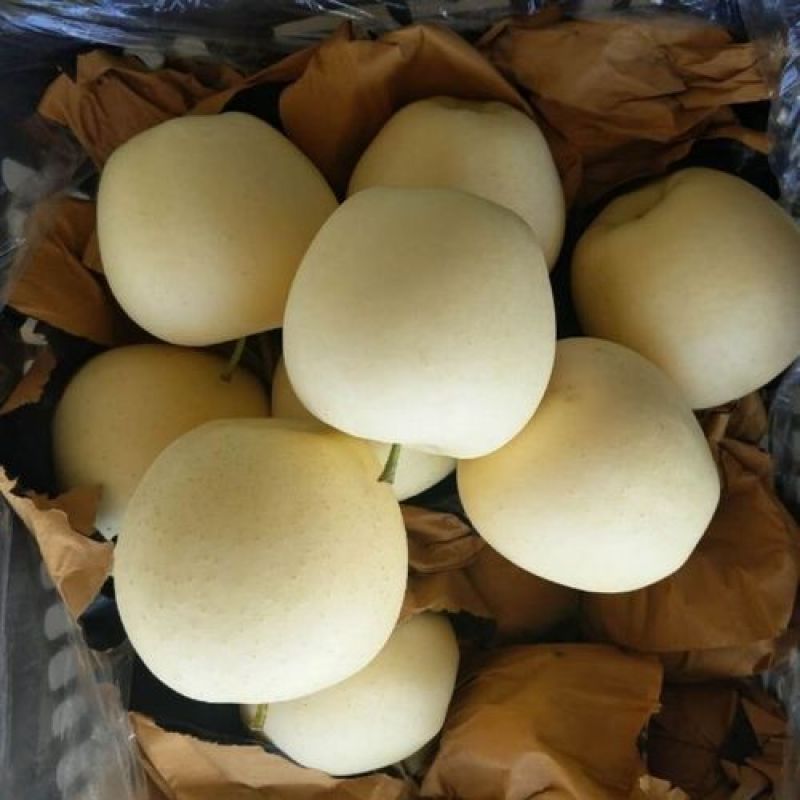 黄元帅苹果精品苹果辽宁苹果大量有货品质放心欢迎来电咨询