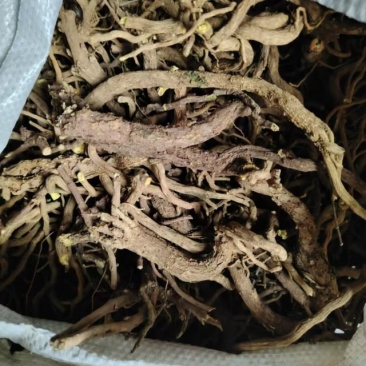 山东高含量黄芩