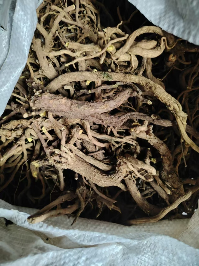 山东高含量黄芩