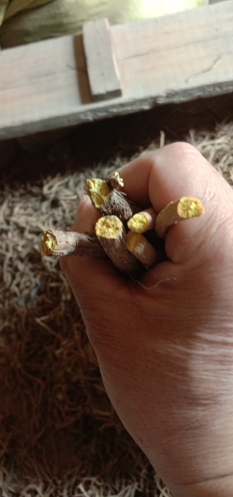 山东高含量黄芩