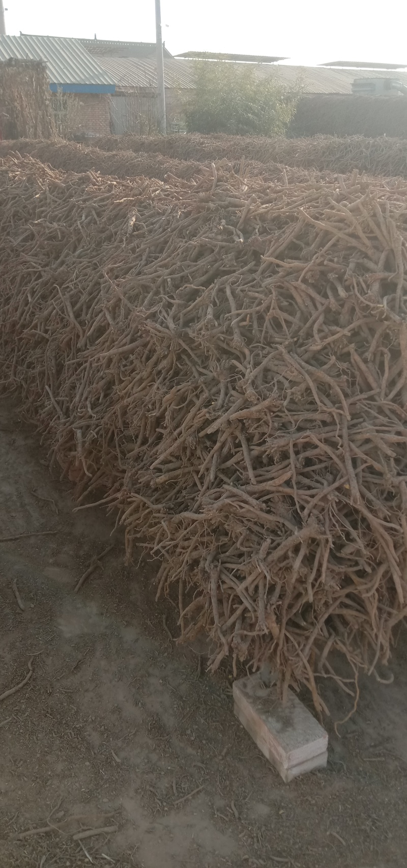 山东高含量黄芩