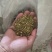 山东高含量槐米
