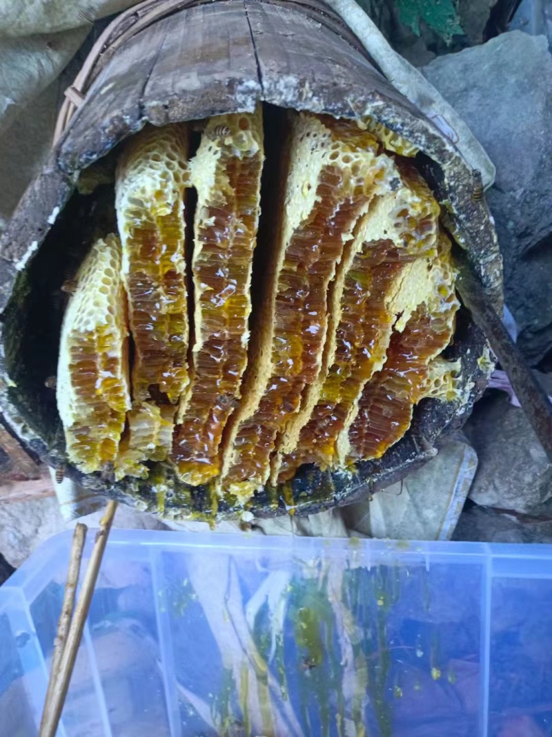 【包邮精品】土蜂蜜零售高山土蜂蜜量大从优可视频看货