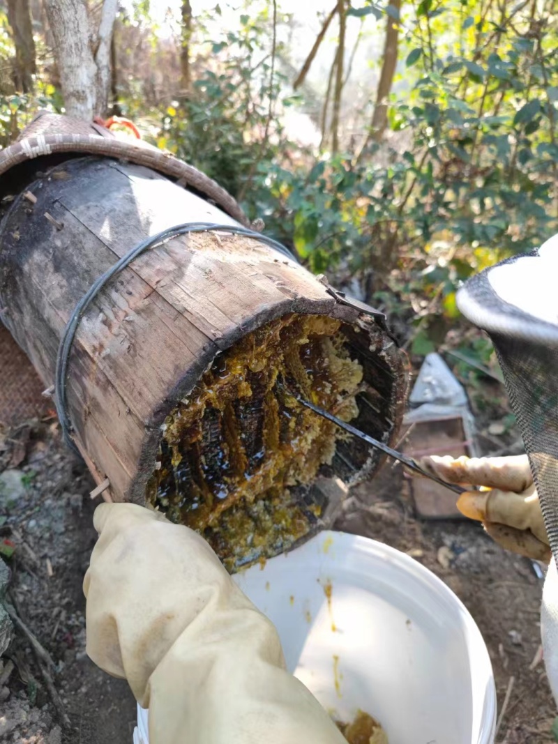 【包邮精品】土蜂蜜零售高山土蜂蜜量大从优可视频看货