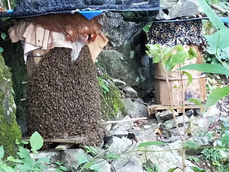 【包邮精品】土蜂蜜零售高山土蜂蜜量大从优可视频看货