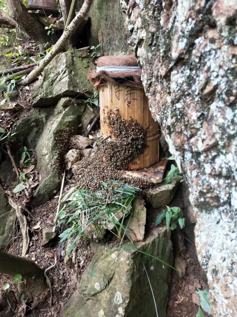 【包邮精品】土蜂蜜零售高山土蜂蜜量大从优可视频看货