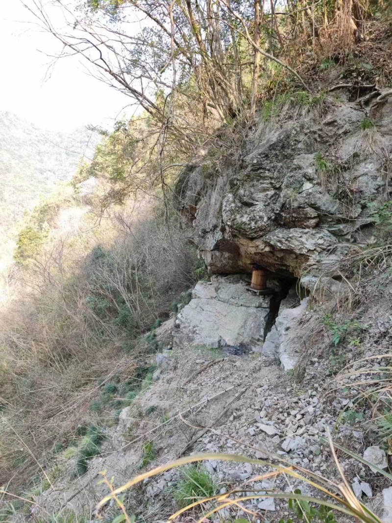 【包邮精品】土蜂蜜零售高山土蜂蜜量大从优可视频看货