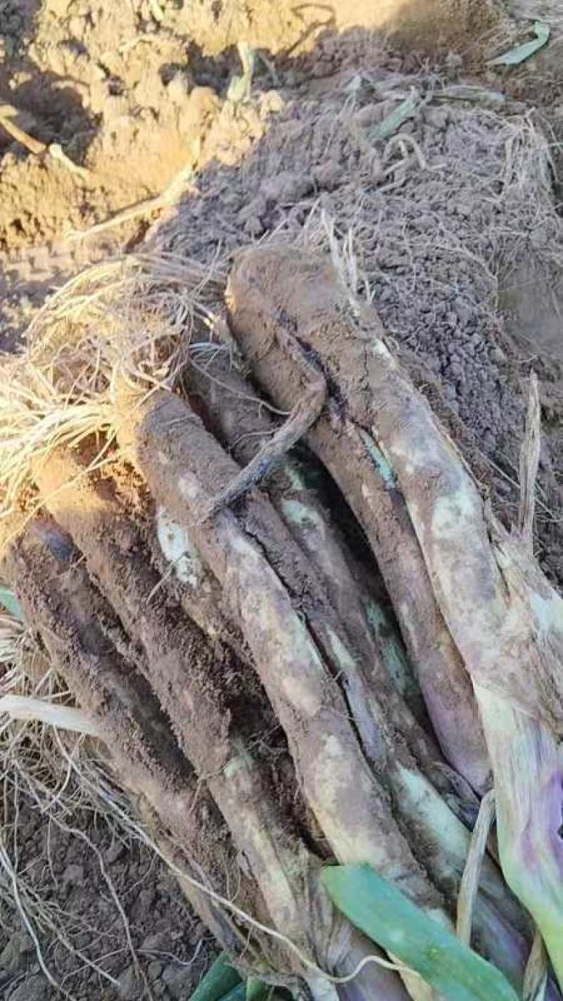 陕北红大葱，大量上市中，质量保证，价格优惠，欢迎采购。