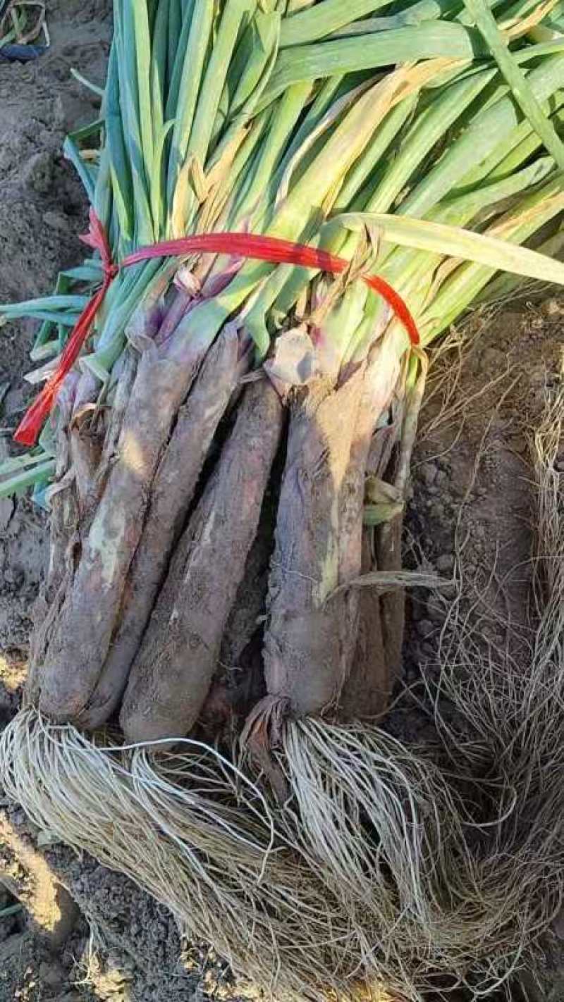 陕北红大葱，大量上市中，质量保证，价格优惠，欢迎采购。