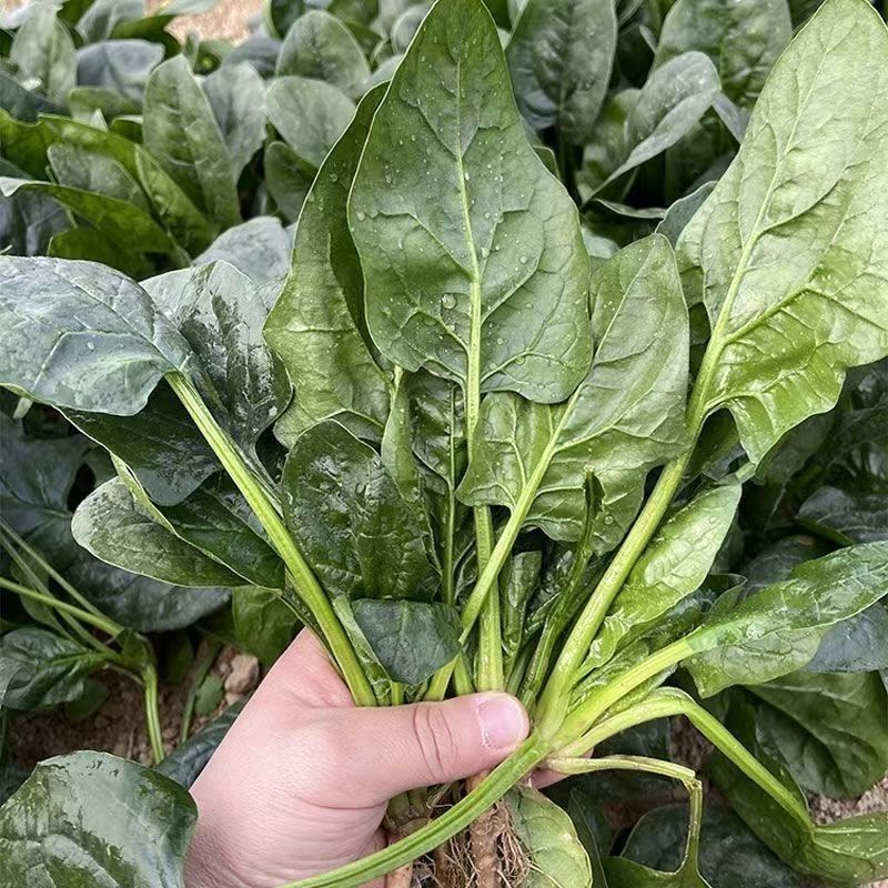 法莲草杂交菠菜种子耐热耐寒叶片肥厚浓绿有光泽无涩味大棚种