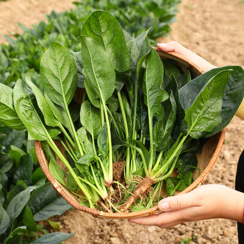 法莲草杂交菠菜种子耐热耐寒叶片肥厚浓绿有光泽无涩味大棚种