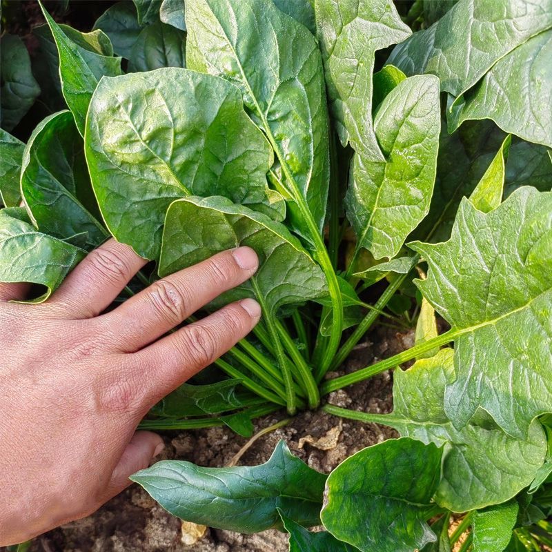 法莲草杂交菠菜种子耐热耐寒叶片肥厚浓绿有光泽无涩味大棚种