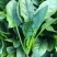 法莲草杂交菠菜种子耐热耐寒叶片肥厚浓绿有光泽无涩味大棚种