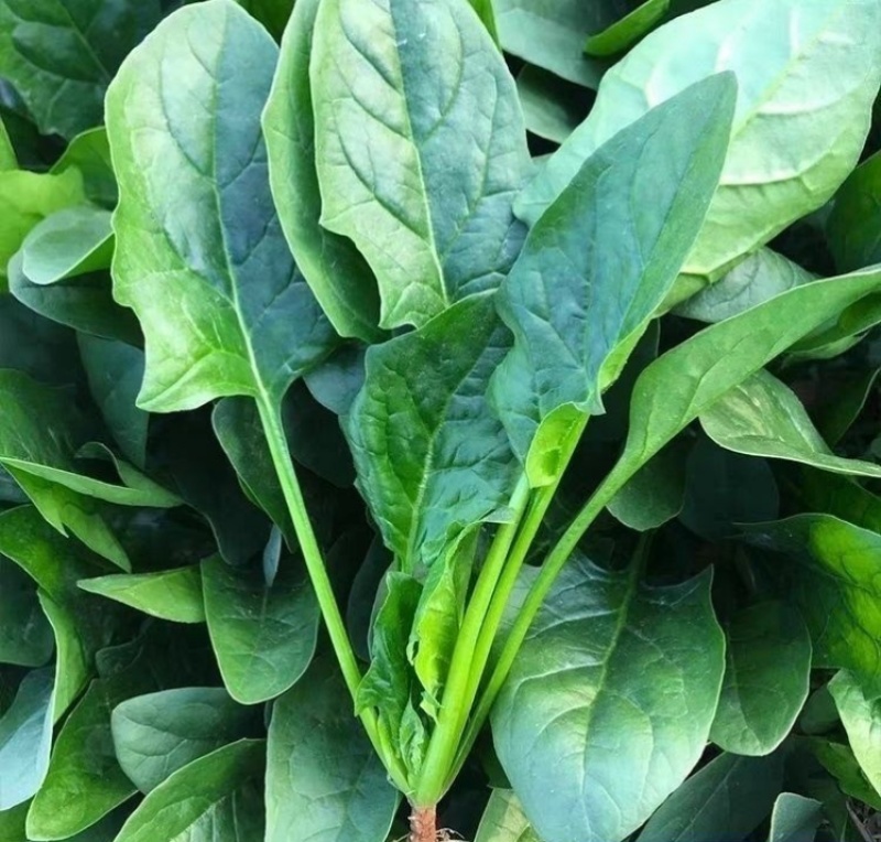 法莲草杂交菠菜种子耐热耐寒叶片肥厚浓绿有光泽无涩味大棚种