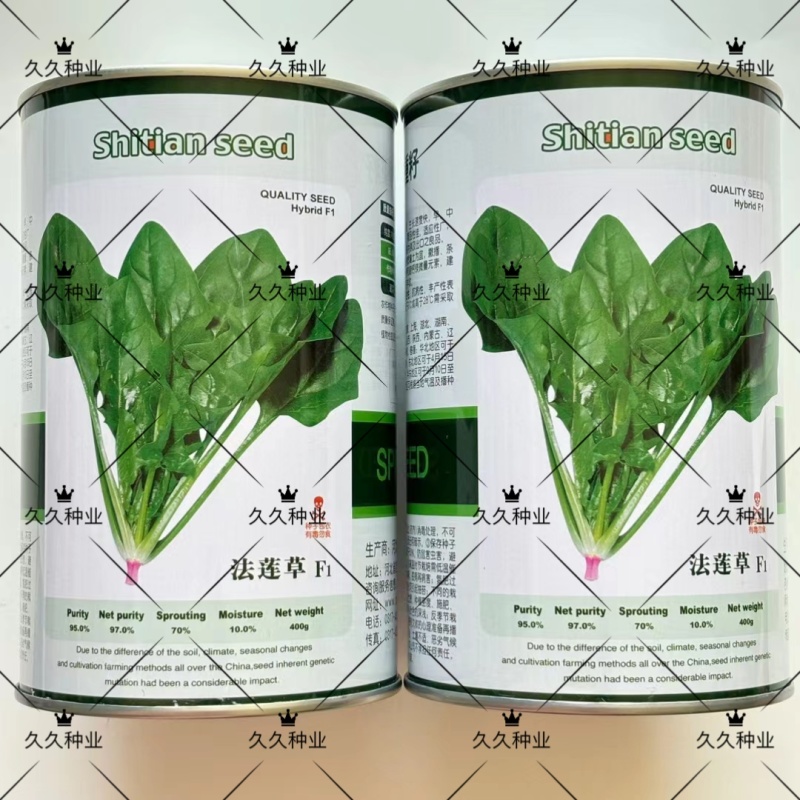 法莲草杂交菠菜种子耐热耐寒叶片肥厚浓绿有光泽无涩味大棚种
