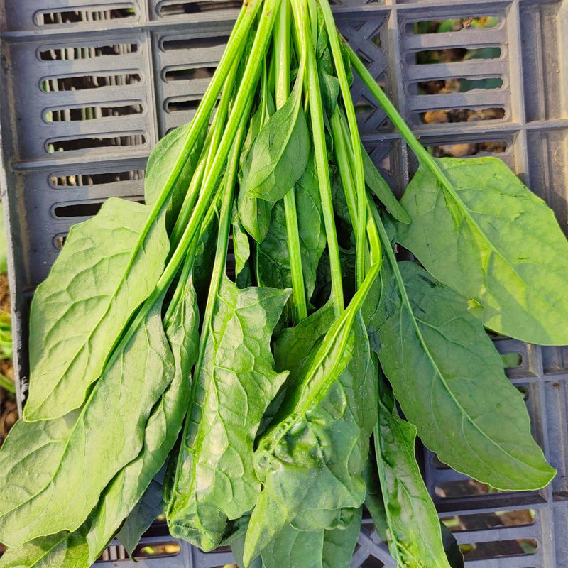 法莲草杂交菠菜种子耐热耐寒叶片肥厚浓绿有光泽无涩味大棚种