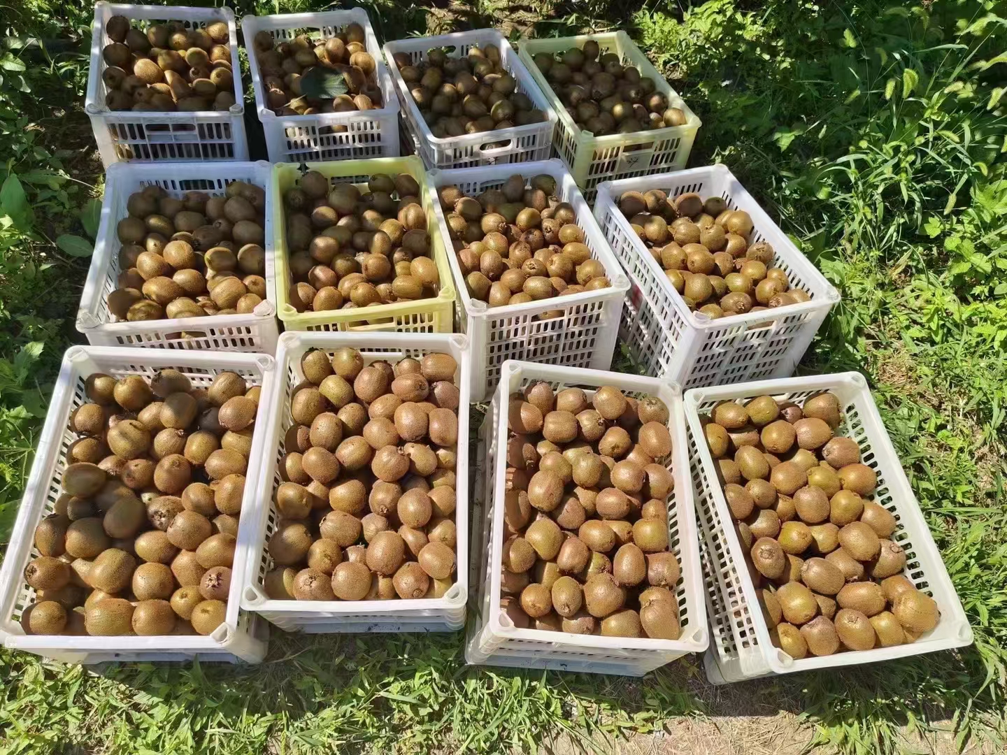 现代超市生鲜区,整齐摆放着绿色和金色两种猕猴桃,标签标明“进口新西兰奇异果”和“国产徐香猕猴桃”,顾客正在挑选,灯光明亮,背景有冷藏柜 超市货架上的猕猴桃陈列