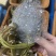 中秋特惠苏霸王1598型买二送一公4两母2.8两10只装