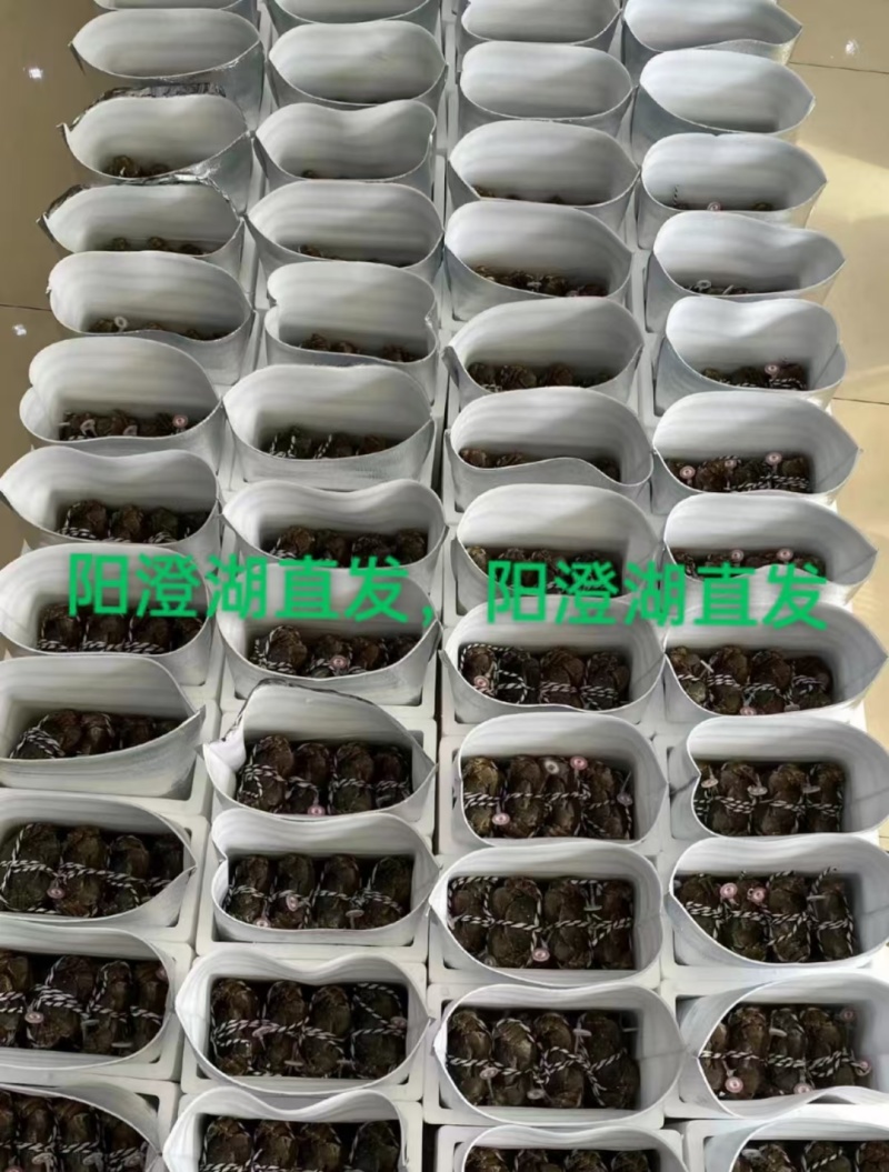 中秋特惠苏霸王1598型买二送一公4两母2.8两10只装