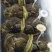 中秋特惠苏霸王1598型买二送一公4两母2.8两10只装