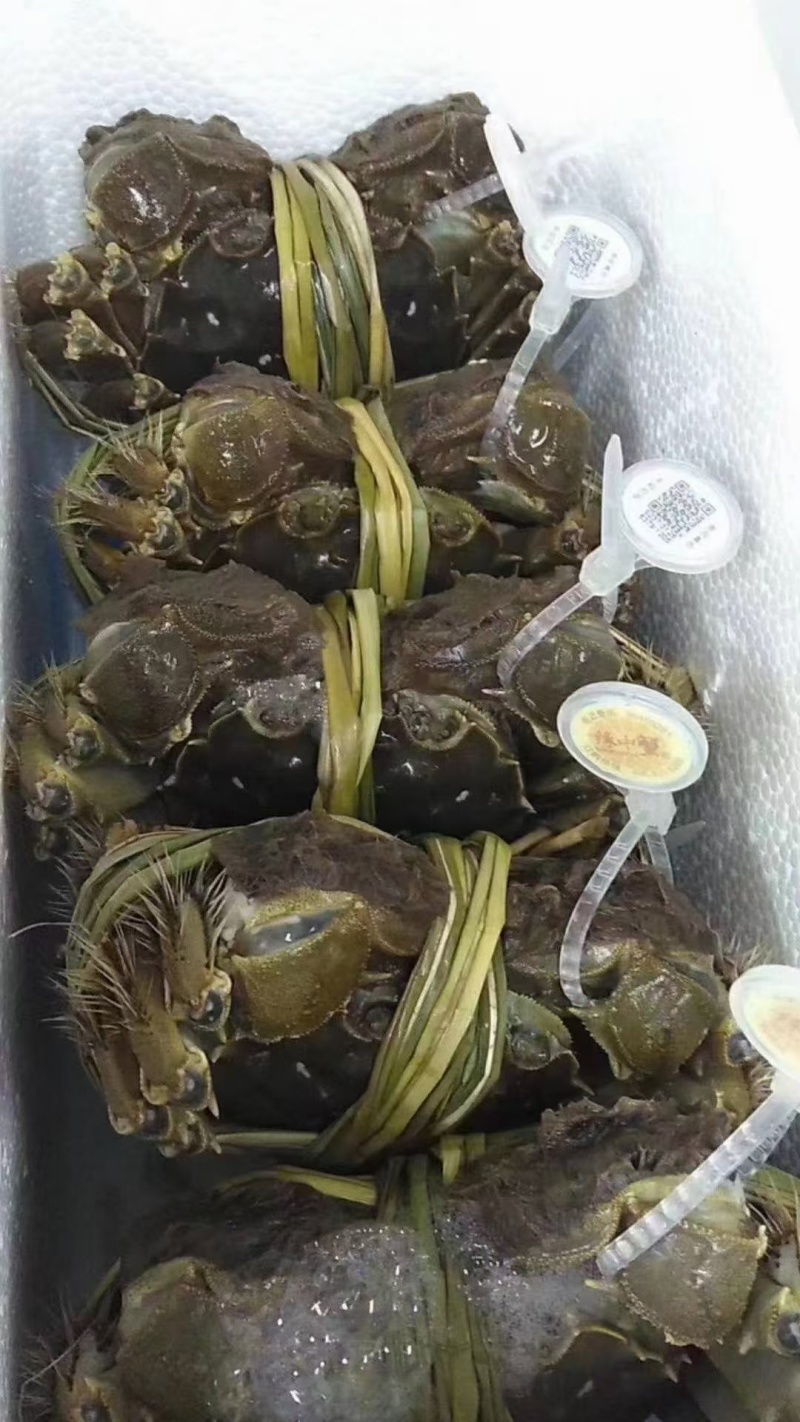 中秋特惠苏霸王1598型买二送一公4两母2.8两10只装