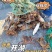 中秋特惠苏霸王1598型买二送一公4两母2.8两10只装