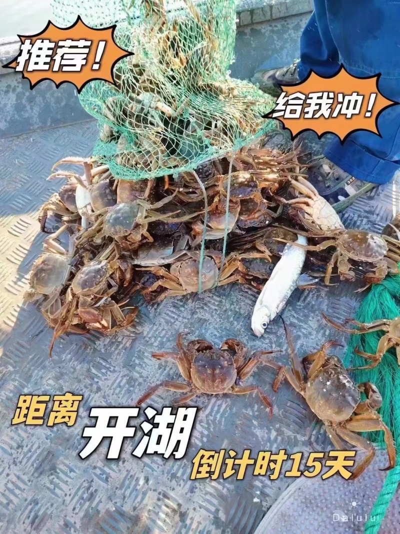中秋特惠苏霸王1598型买二送一公4两母2.8两10只装