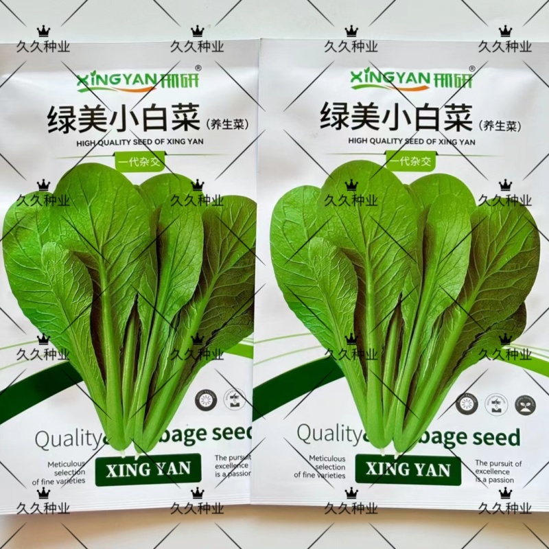 绿美小白菜种子杂交养生菜青梗菜种籽抗病耐寒速生四季小青菜