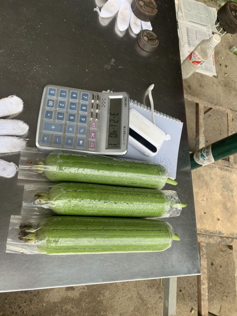 广西水瓜大量上市，欢迎老板