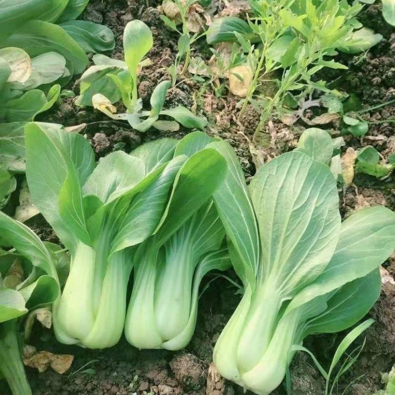 雪克青菜种子束腰墨绿叶青菜种子耐热耐寒青菜种子