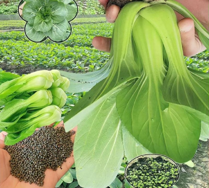 雪克青菜种子束腰墨绿叶青菜种子耐热耐寒青菜种子