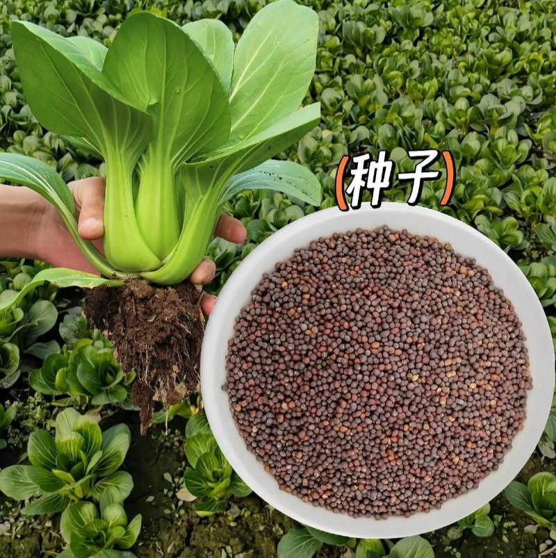 雪克青菜种子束腰墨绿叶青菜种子耐热耐寒青菜种子