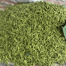 大毛豆批发大量供货，大青豆直供商超批发档口，诚信经营