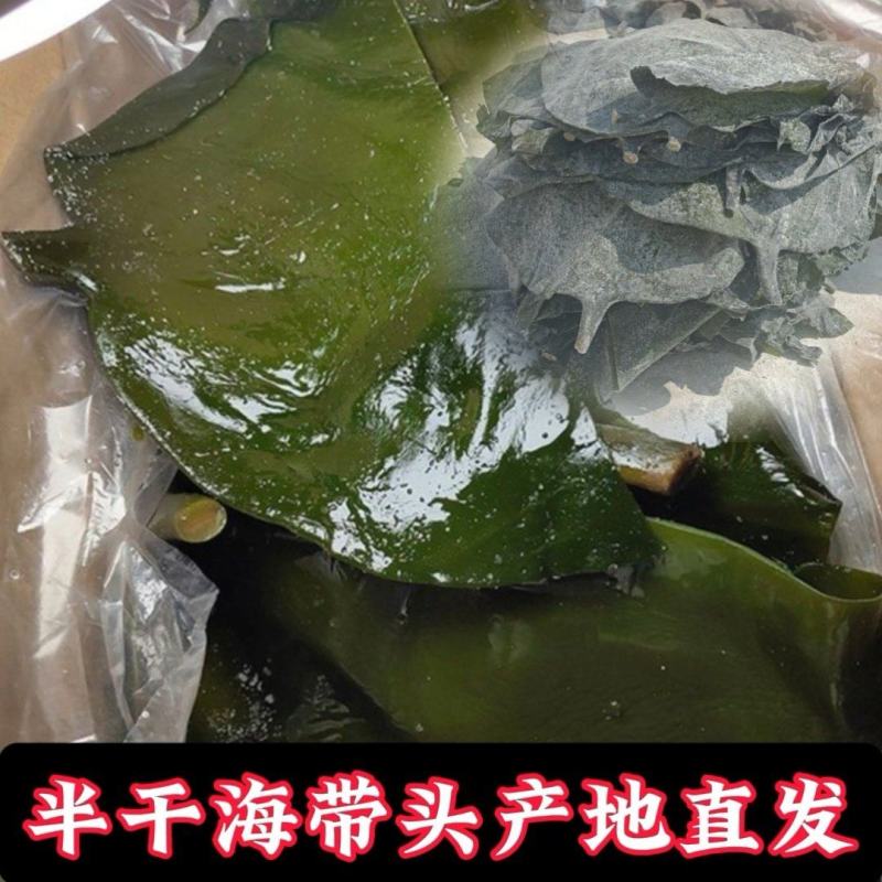 半干海带头盐渍海带头水洗烘干海带头干海带海带头小海带头