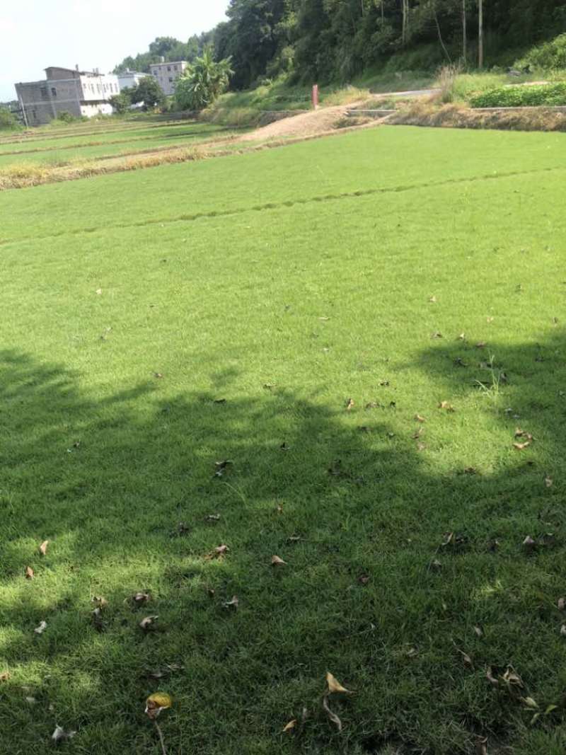 精致草坪草卷中华结缕草各种规格欢迎新老客户进店咨询