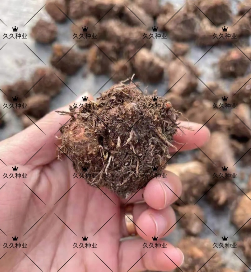 彩叶芋种球盆栽室内植物造景美观净化空气客厅绿植