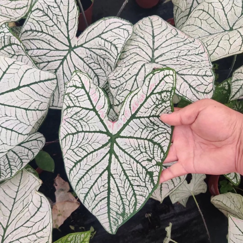 彩叶芋种球盆栽室内植物造景美观净化空气客厅绿植