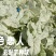 彩叶芋种球盆栽室内植物造景美观净化空气客厅绿植