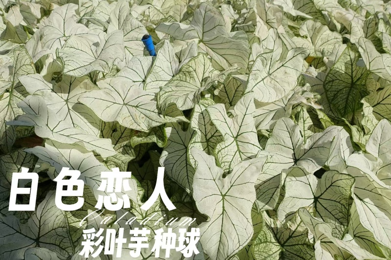彩叶芋种球盆栽室内植物造景美观净化空气客厅绿植