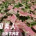 彩叶芋种球盆栽室内植物造景美观净化空气客厅绿植