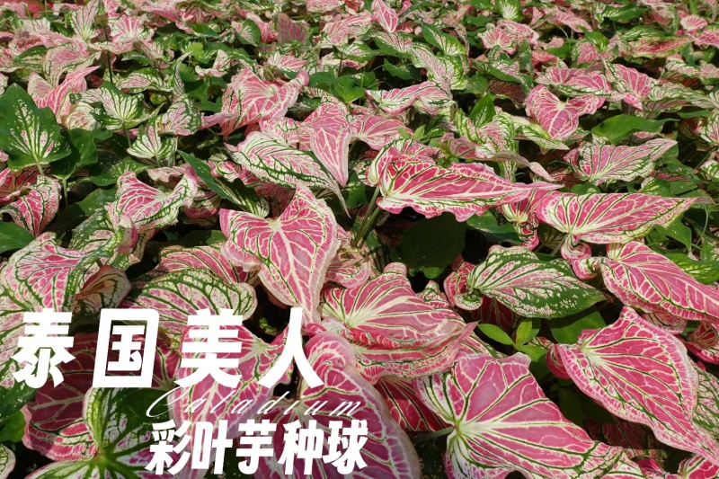 彩叶芋种球盆栽室内植物造景美观净化空气客厅绿植