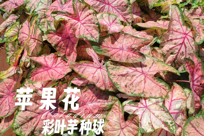 彩叶芋种球盆栽室内植物造景美观净化空气客厅绿植