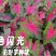 彩叶芋种球盆栽室内植物造景美观净化空气客厅绿植