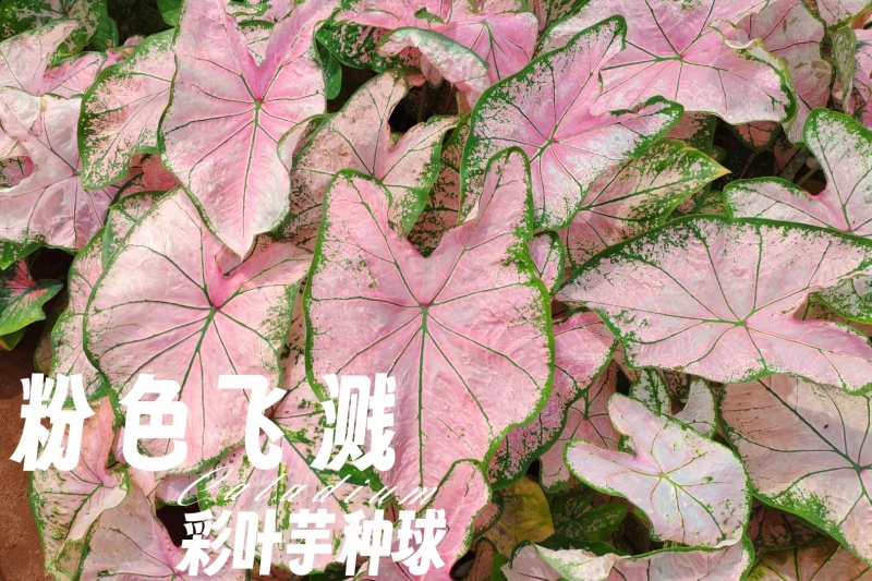 彩叶芋种球盆栽室内植物造景美观净化空气客厅绿植