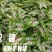 彩叶芋种球盆栽室内植物造景美观净化空气客厅绿植